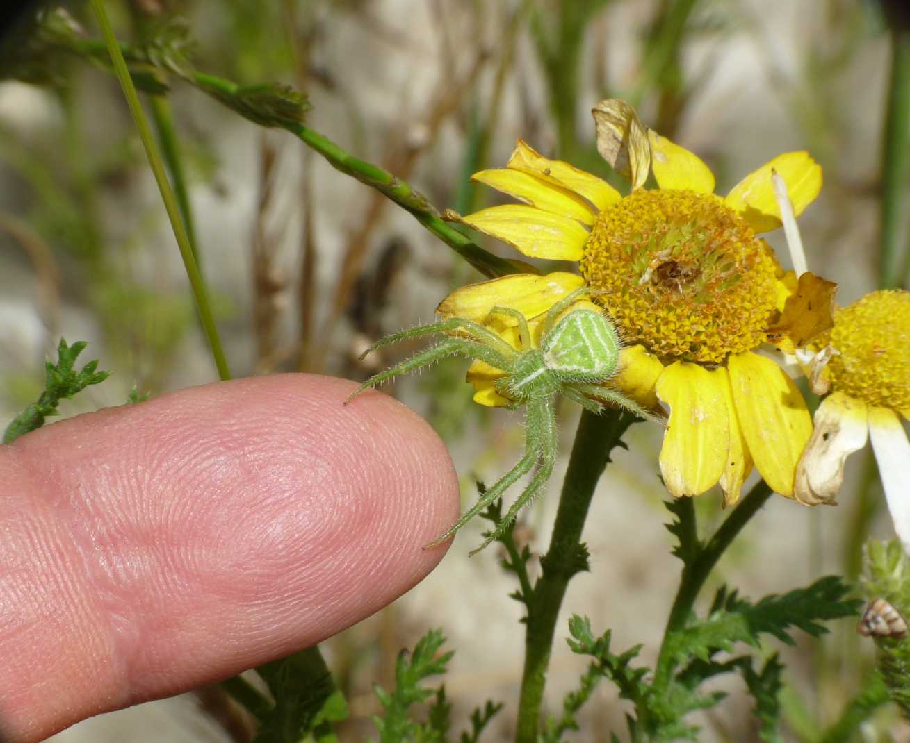 Heriaeus sp.